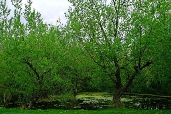 Alberi Verdi Nel Parco — Foto Stock
