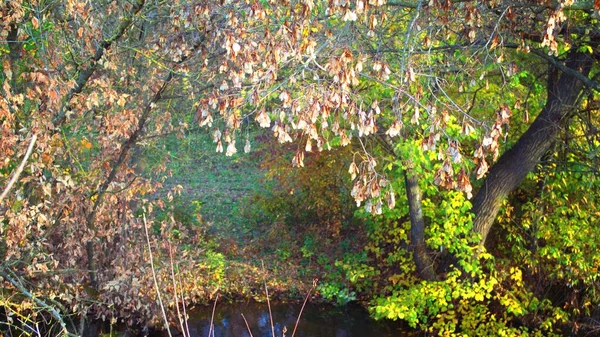 Ormanda sonbahar yaprakları