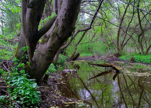 Ormanda güzel bir orman manzarası