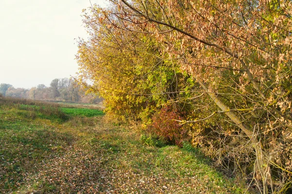 Parlak ağaçlı güzel sonbahar manzarası