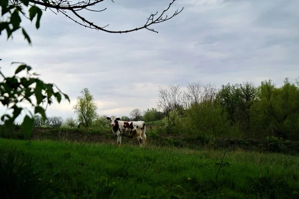 Une Vache Dans Champ — Photo