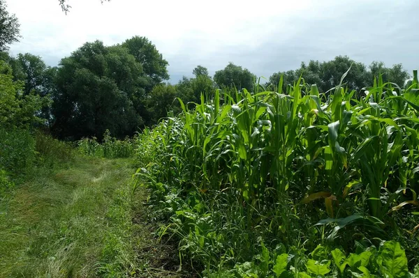 Doğanın güzel bir sahnesi.