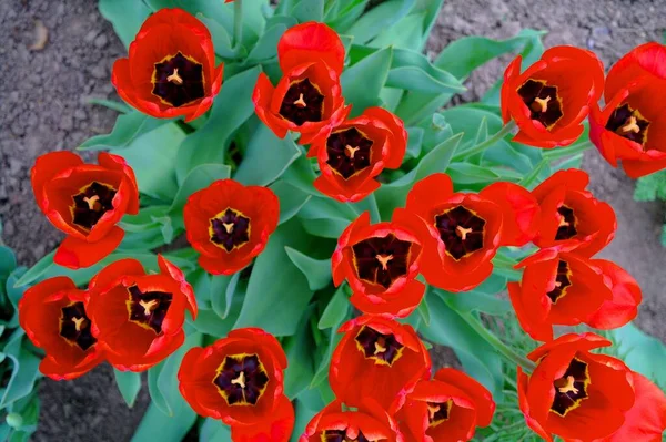 Bahçedeki güzel laleler 