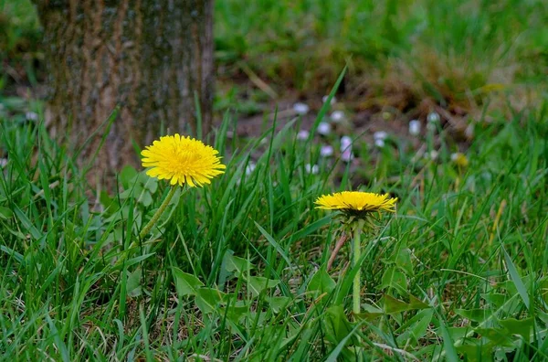 Beautiful Shot Nature Scene — Stok fotoğraf