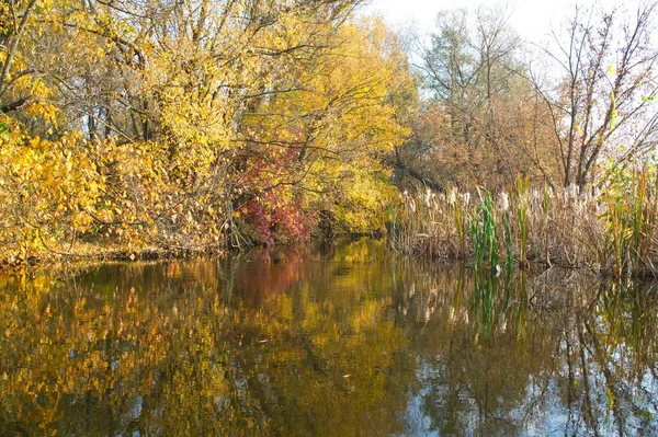 Güz ormanı manzarası güzel ağaçlar ve nehirlerle