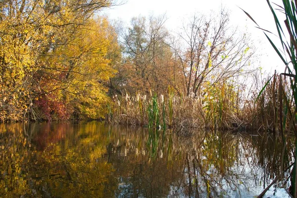 Güz ormanı manzarası güzel ağaçlar ve nehirlerle