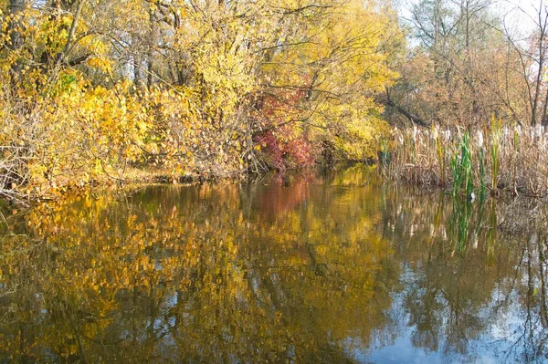 Güz ormanı manzarası güzel ağaçlar ve nehirlerle