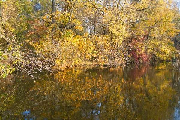 Güz ormanı manzarası güzel ağaçlar ve nehirlerle