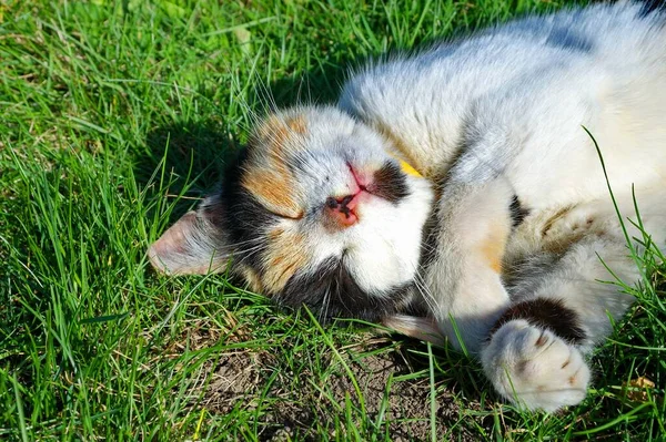 Lindo Gatito Hierba — Foto de Stock