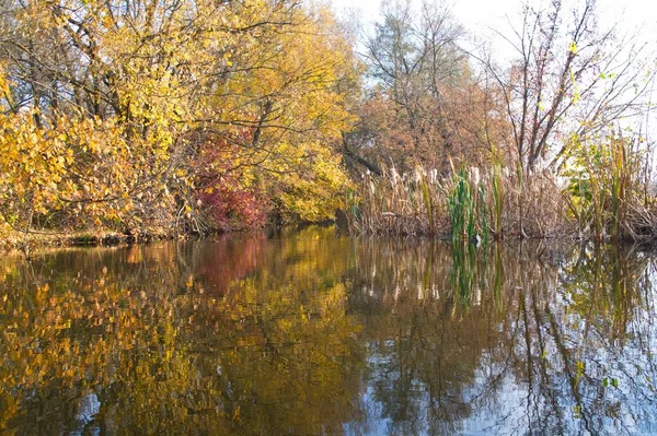 Güz ormanı manzarası güzel ağaçlar ve nehirlerle