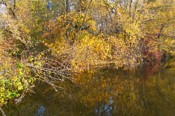 Güz ormanı manzarası güzel ağaçlar ve nehirlerle