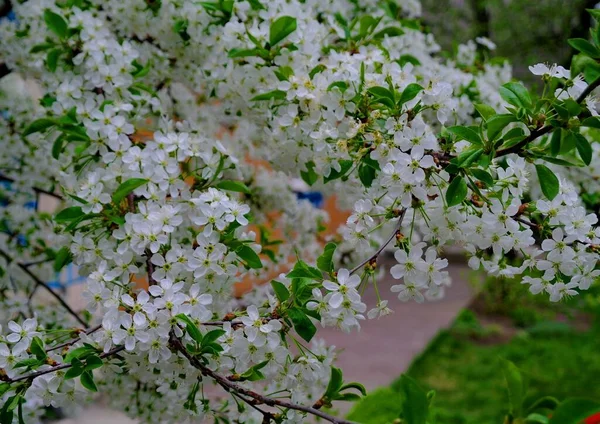 Beautiful Spring Flowers Tree Spring Bloom — Stock Photo, Image