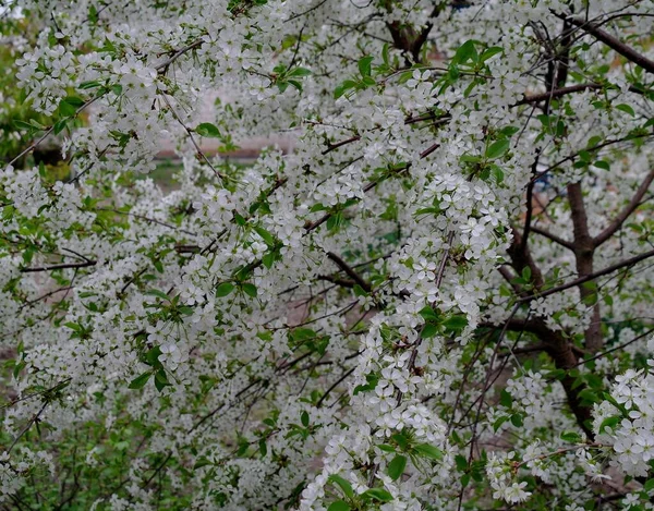 Beautiful Spring Flowers Tree Spring Bloom — Stock Photo, Image