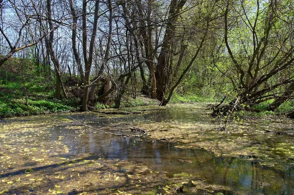 Eine Schöne Aufnahme Der Natur Szene — Stockfoto