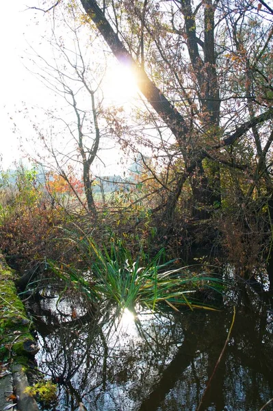 Doğanın güzel bir sahnesi.