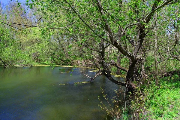 Doğanın güzel bir sahnesi.