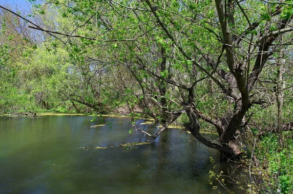 Doğanın güzel bir sahnesi.
