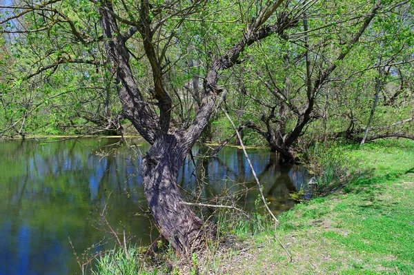 Doğanın güzel bir sahnesi.