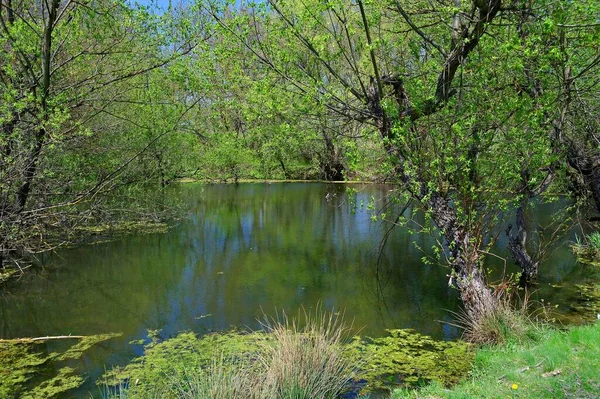 Doğanın güzel bir sahnesi.