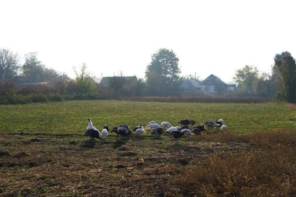 Doğanın güzel bir sahnesi.