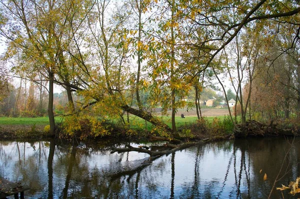 Güz ormanı manzarası güzel ağaçlar ve nehirlerle