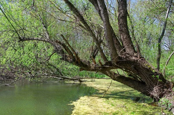 Doğanın güzel bir sahnesi.