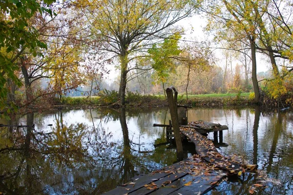 Güz ormanı manzarası güzel ağaçlar ve nehirlerle