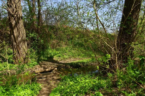 Doğanın güzel bir sahnesi.