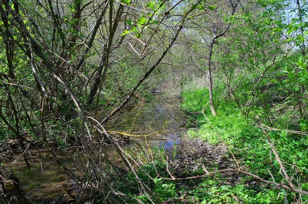 Doğanın güzel bir sahnesi.