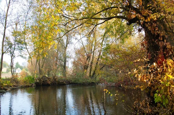 Paisaje Del Bosque Otoño Con Hermosos Árboles Río —  Fotos de Stock