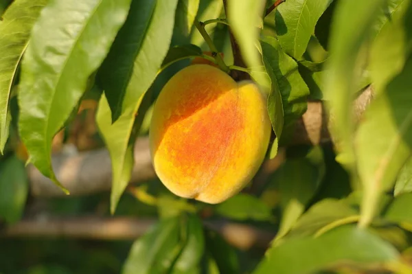Ripe Peach Fruit Tree Garden — стоковое фото