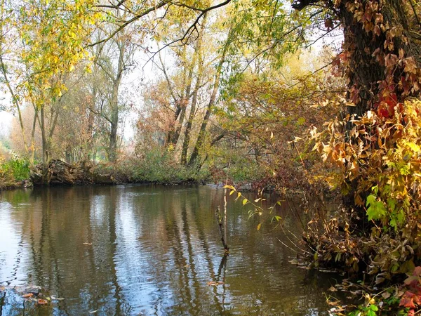 Paisaje Del Bosque Otoño Con Hermosos Árboles Río —  Fotos de Stock