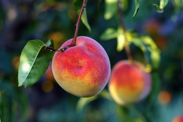 Ripe Peach Fruit Tree Garden — Stock Photo, Image