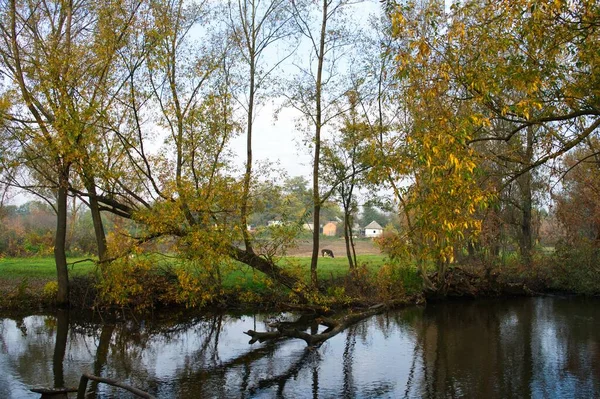 Φθινοπωρινό Δασικό Τοπίο Όμορφα Δέντρα Και Ποτάμι — Φωτογραφία Αρχείου