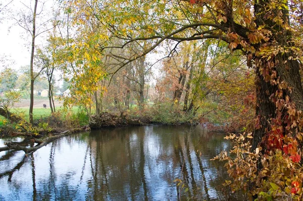 Autumn Forest Landscape Beautiful Trees River — 스톡 사진