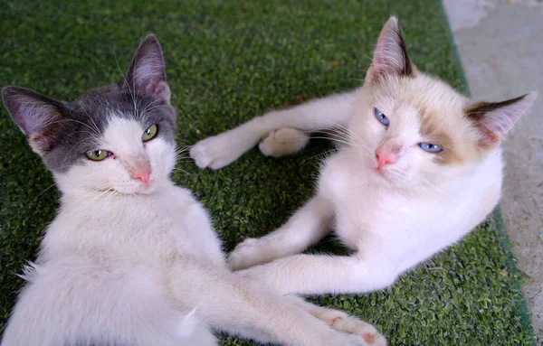 Dois Gatinhos Bonitos Rua — Fotografia de Stock