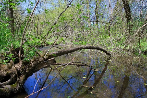 Ormanın güzel manzarası
