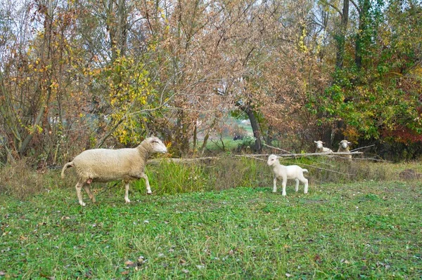 Moutons Blancs Dans Prairie — Photo