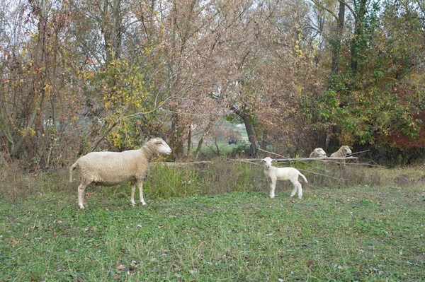 Moutons Blancs Dans Prairie — Photo