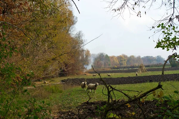 Vertical Shot Horse Forest — Photo