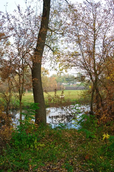 Herbstliche Waldlandschaft Mit Schönen Bäumen Und Fluss — Stockfoto