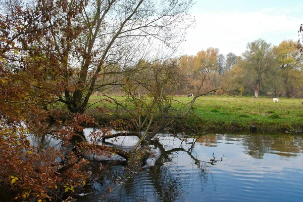 Paysage Forestier Automne Avec Beaux Arbres Rivière — Photo