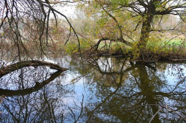Ormanın güzel manzarası