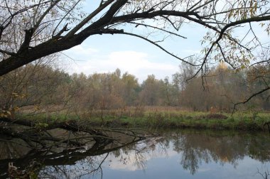 Ağaçlar ve nehirlerle dolu güzel bir manzara.