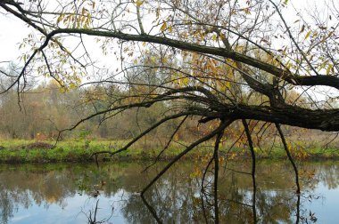 Parktaki nehrin güzel manzarası