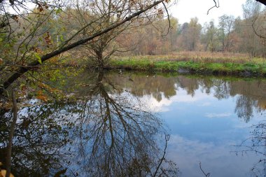 Ormandaki nehrin güzel manzarası