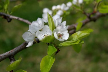 İlkbaharda elma ağacının güzel beyaz çiçekleri