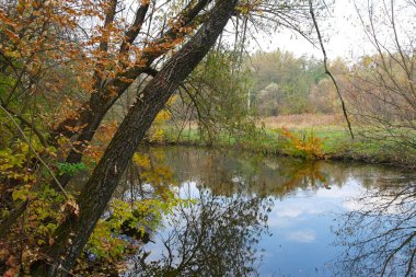 Güz ormanı manzarası güzel ağaçlar ve nehirlerle