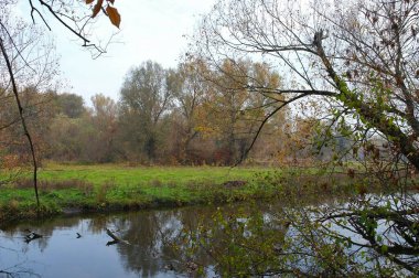 Güz ormanı manzarası güzel ağaçlar ve nehirlerle