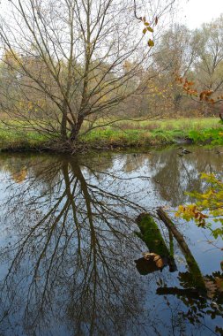 Güz ormanı manzarası güzel ağaçlar ve nehirlerle